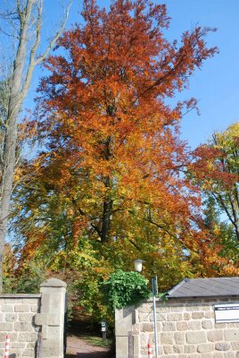 Fagus sylvatica - buk lesní - podzimní habitus